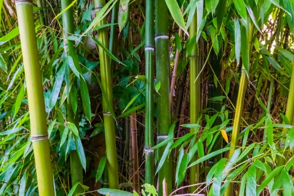 Cost of Bamboo Trimming in San Mateo