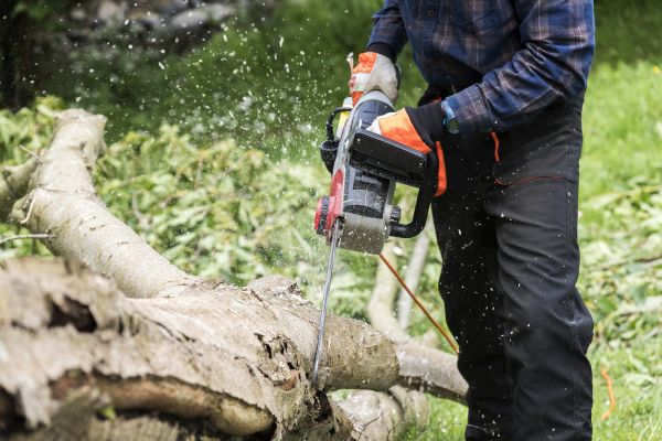 Cost of Branch Removal Service in San Mateo