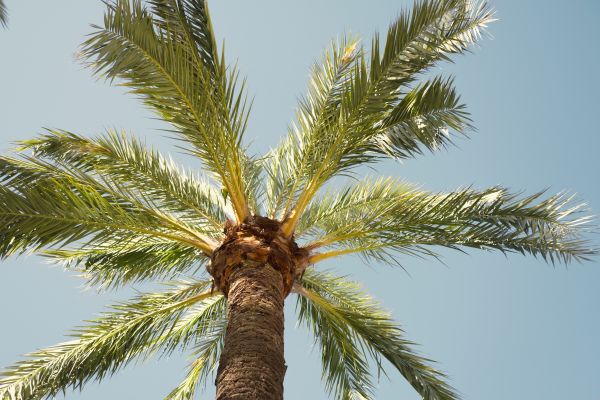Palm Tree Pruning in San Mateo