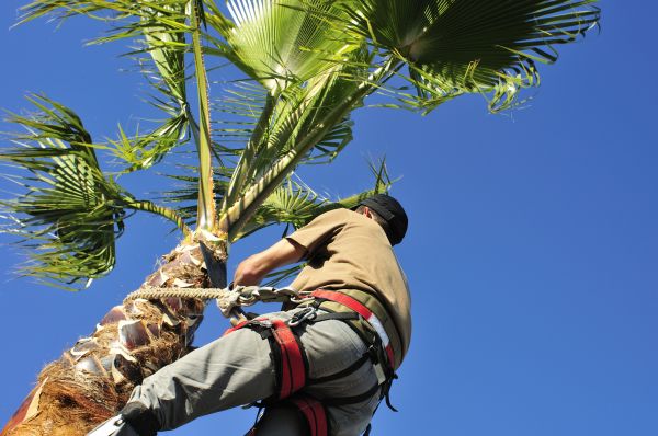 Palm Tree Trimming in San Mateo