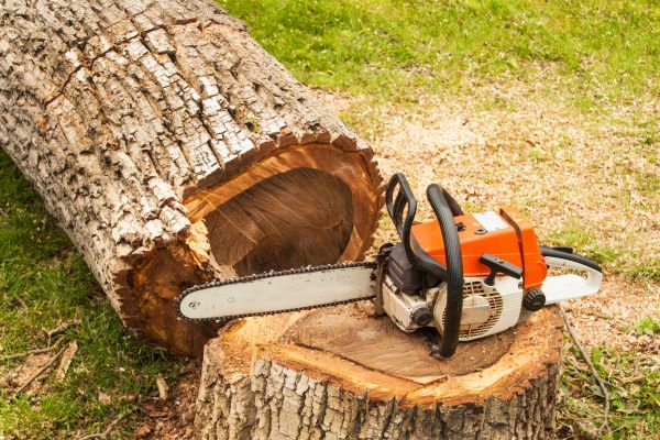 Tree Cutting Service in San Mateo