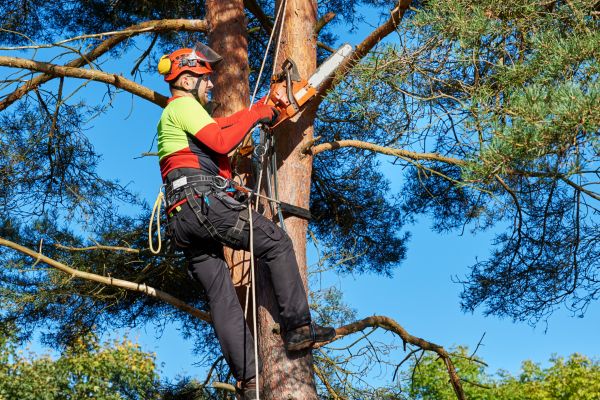 Tree Service in San Mateo