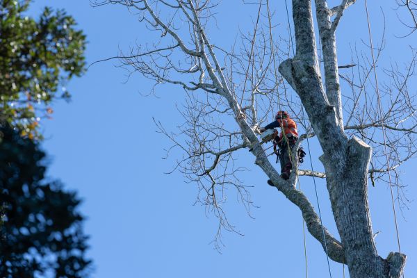 Cost of Tree Topping Service in San Mateo