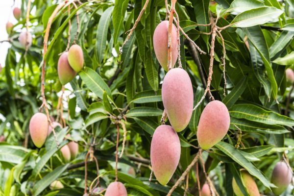 Cost of Mango Tree Trimming in San Mateo