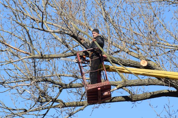 Emergency Tree Trimming in San Mateo