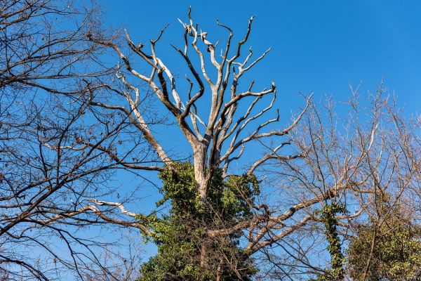Deadwood Removal in San Mateo