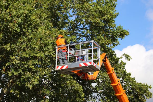 Commercial Tree Service in San Mateo