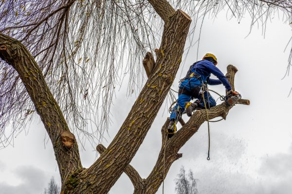 Cost of Tree Maintenance Service in San Mateo