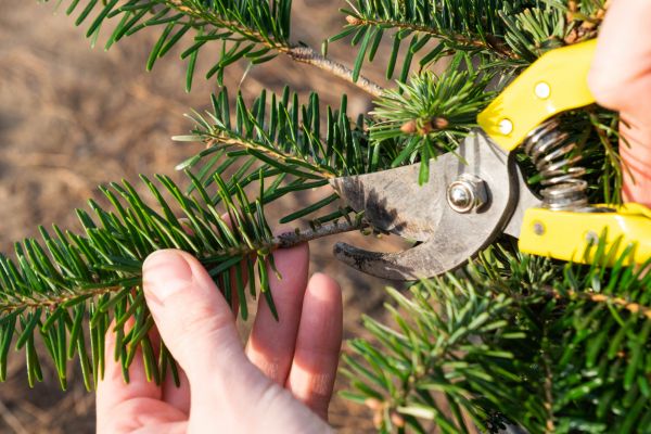 Pine Tree Pruning in San Mateo
