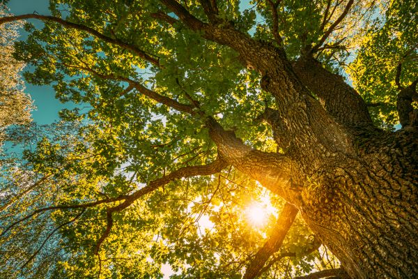 Cost of Oak Tree Pruning in San Mateo