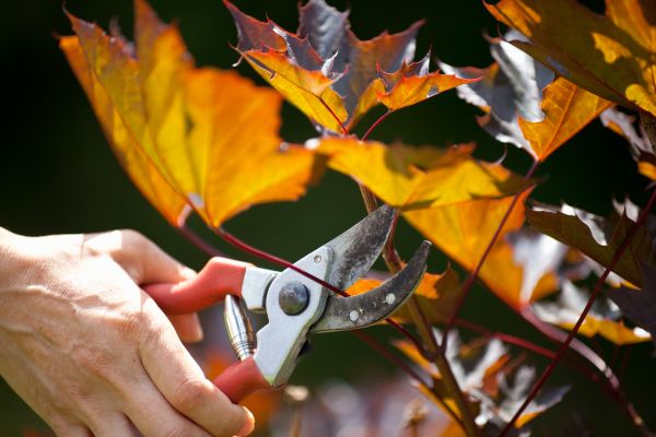 Cost of Maple Tree Pruning in San Mateo
