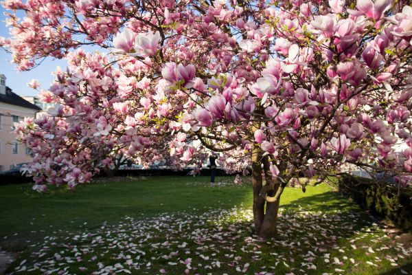 Cost of Magnolia Tree Pruning in San Mateo