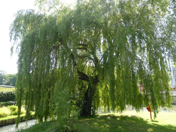 Cost of Willow Tree Trimming in San Mateo