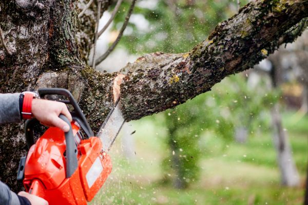 Cost of Tree Limbs Removal in San Mateo