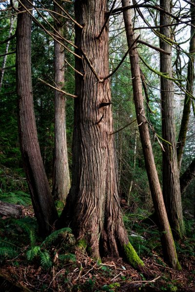Cost of Cedar Tree Trimming in San Mateo