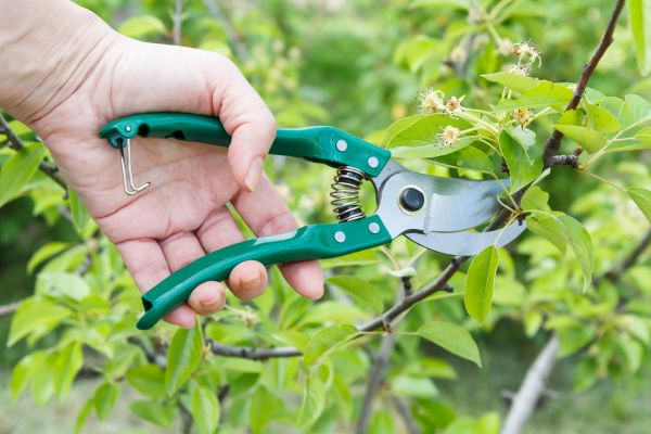 Cost of Pear Tree Pruning in San Mateo