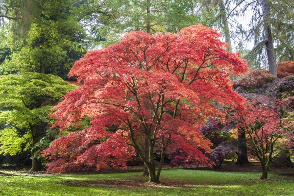 Japanese Maple Pruning in San Mateo