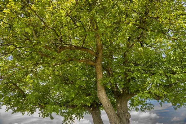 Cost of Walnut Tree Trimming in San Mateo