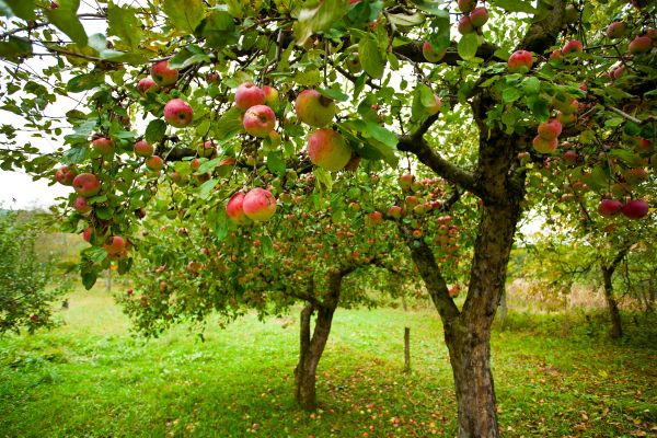 Apple Tree Pruning in San Mateo