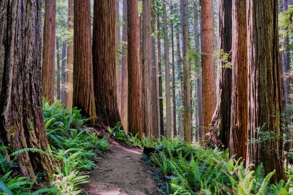 Redwood Tree Trimming in San Mateo