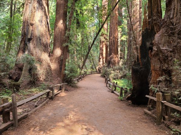 Cost of Redwood Tree Pruning in San Mateo