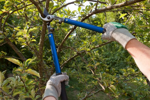 Cost of Residential Tree Pruning in San Mateo