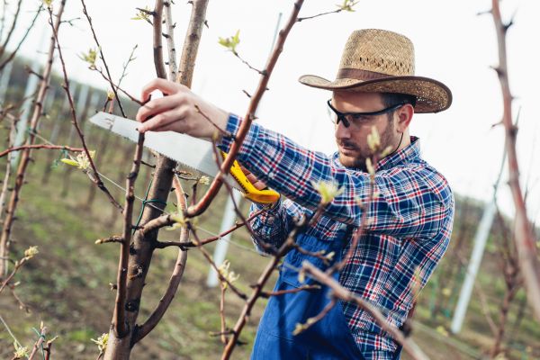Orchard Tree Pruning in San Mateo
