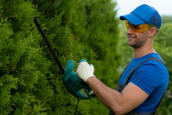 Tree Shaping Service in San Mateo