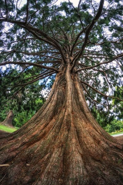 Cost of Cedar Tree Pruning in San Mateo