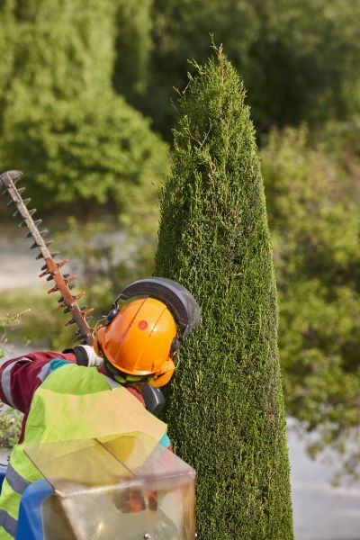Cost of Cypress Tree Trimming in San Mateo
