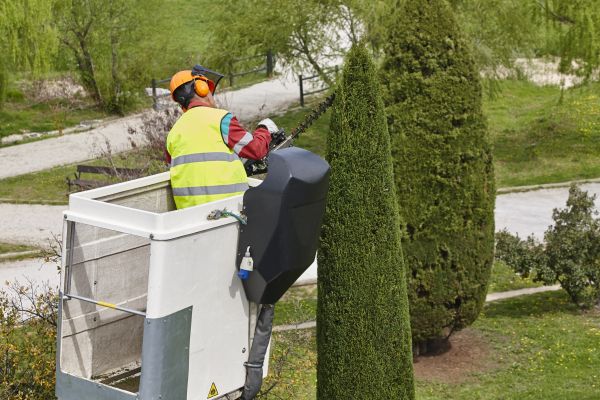 Cost of Cypress Tree Pruning in San Mateo