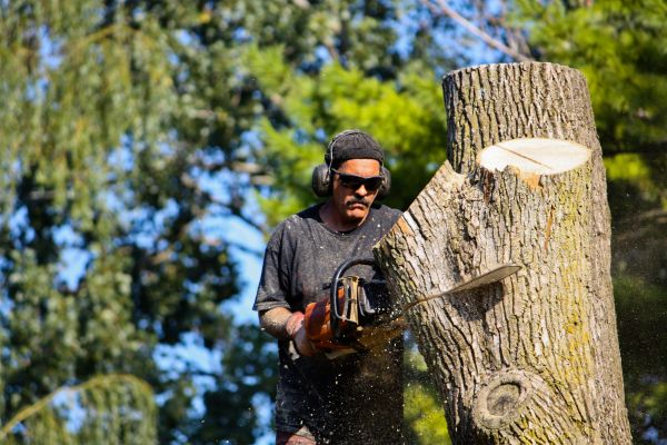 Cost of Ash Tree Pruning in San Mateo