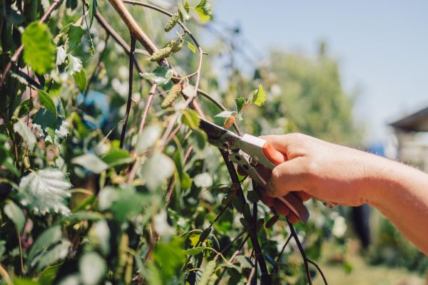 Cost of Birch Tree Pruning in San Mateo