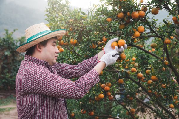 Cost of Orange Tree Pruning in San Mateo