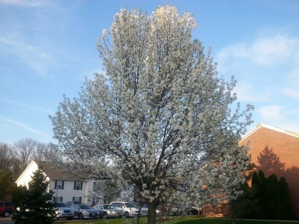 Cost of Bradford Pear Tree Pruning in San Mateo