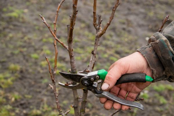 Cost of Pear Trees Pruning in San Mateo
