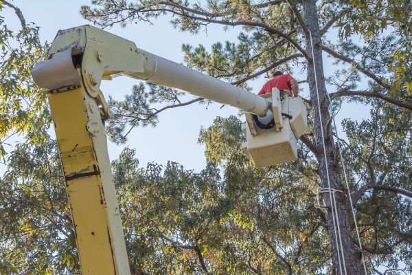 Limbs Trimming in San Mateo