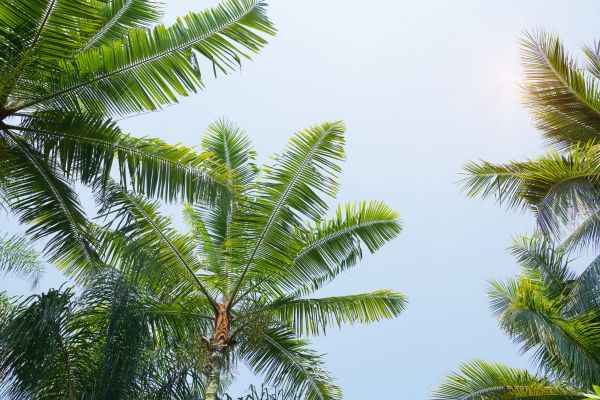 Queen Palm Tree Trimming in San Mateo