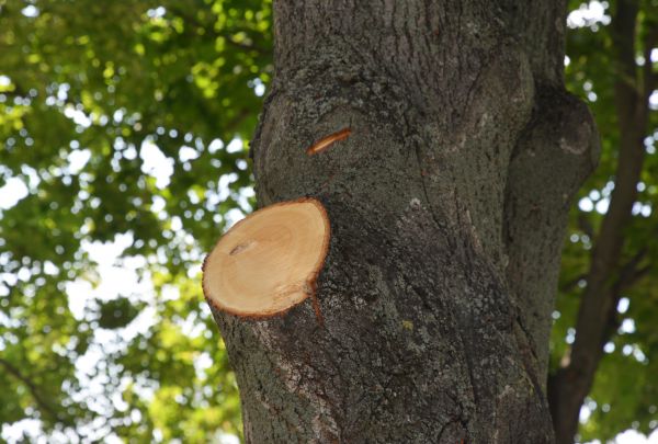Limb Cutting in San Mateo