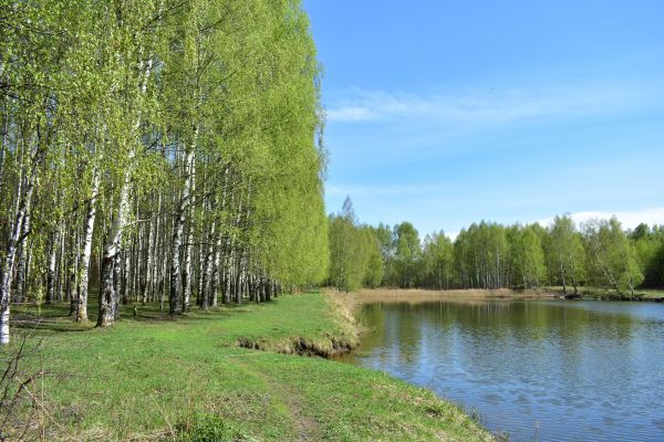 Cost of River Birch Pruning in San Mateo