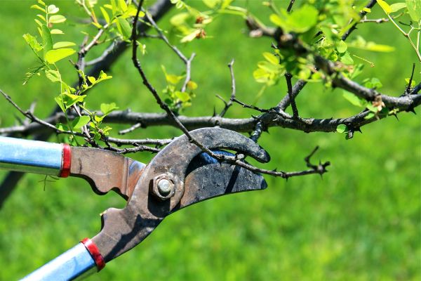 Branches Pruning in San Mateo