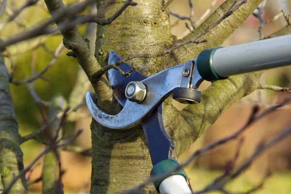 Tree Limb Trimming Service in San Mateo