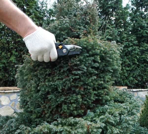 Ornamental Tree Trimming in San Mateo