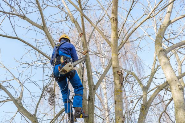 Large Tree Trimming in San Mateo