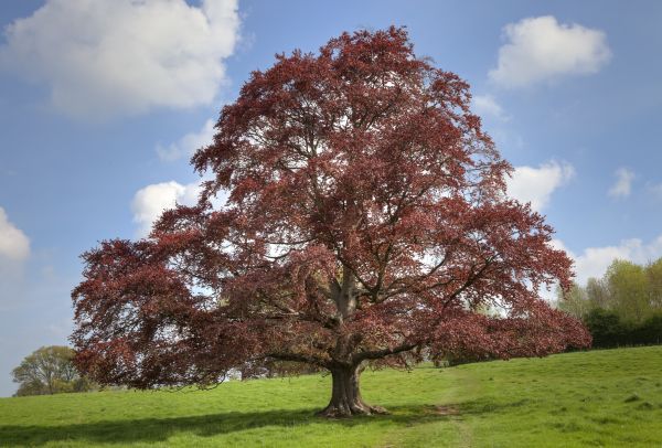Beech Tree Pruning in San Mateo