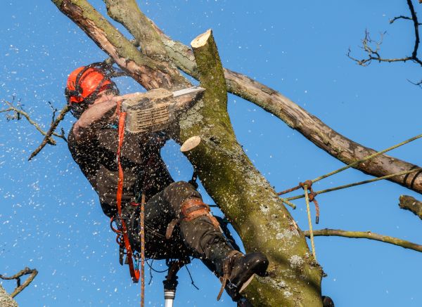 Tree Trimming Service in San Mateo
