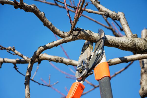Tree Pruning in San Mateo