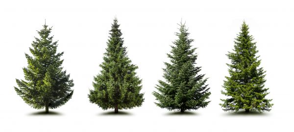 Cost of Pine Tree Trimming in San Mateo