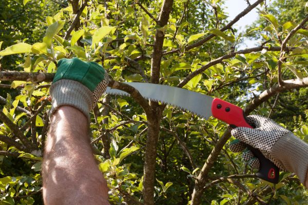 Apple Tree Trimming in San Mateo