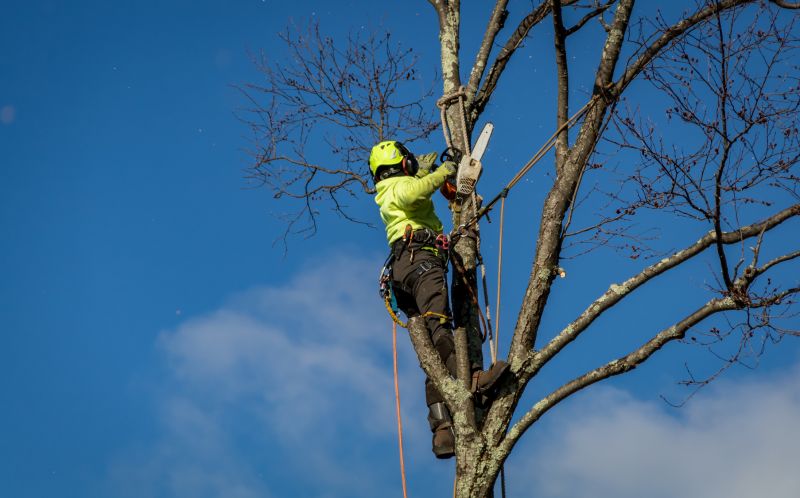 Assessing Tree Damage